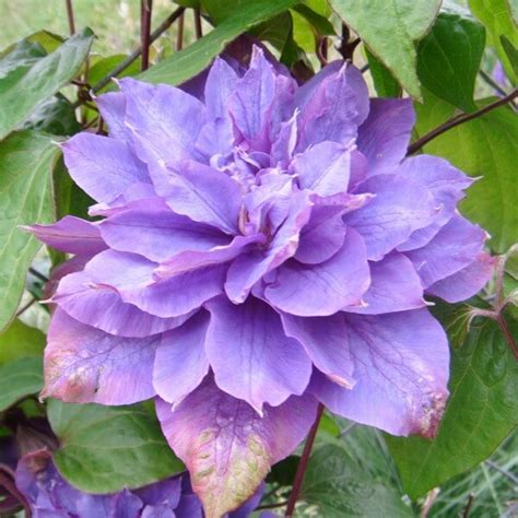 Check spelling or type a new query. Large-flowered clematis Vyvyan Pennell 1l - Fruttii Shop