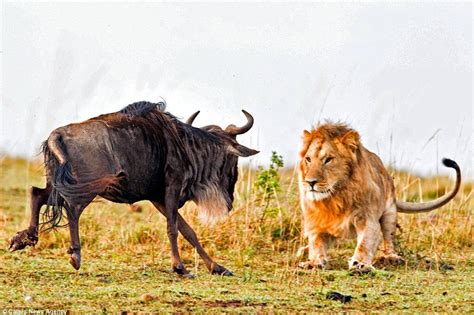 Masai Mara Lions Kenya National Reserves Wildlife Safari In Kenya