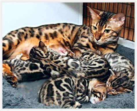 Maybe you would like to learn more about one of these? 5 Important Facts to Keep in Mind before Getting a Bengal cat