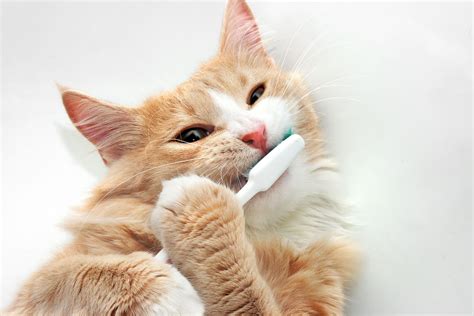What Is Periodontal Disease Cat Gum Disease