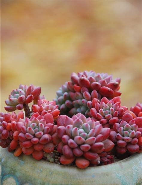 The curious among you may be surprised to hear that a succulent plant is not a single species of plant but instead, a name given to a variety of plants with. Pretty | Red succulents, Planting succulents, Succulents ...