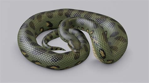 Animated Green Anaconda 3d Model By Dibia Digital