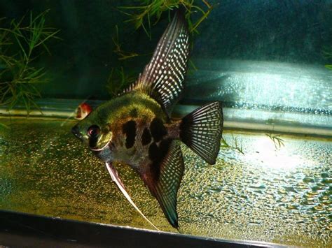 18 Different Types Of Angelfish To Consider For Your Freshwater Fish