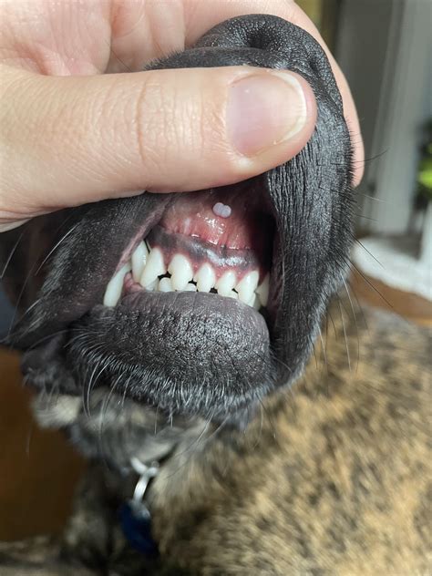 How Long Do Dog Mouth Warts Last