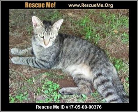 Big cat rescue corp., also known as bcr and previously known as wildlife on easy street, inc., operates an animal sanctuary in hillsborough county, florida, united states, which rescues and houses exotic cats, and rehabilitates injured or orphaned native wild cats. Georgia Cat Rescue ― ADOPTIONS ― RescueMe.Org