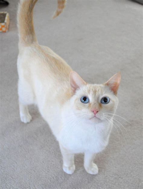 Meet Juliet A Petfinder Adoptable Siamese Cat White Bear Lake Mn