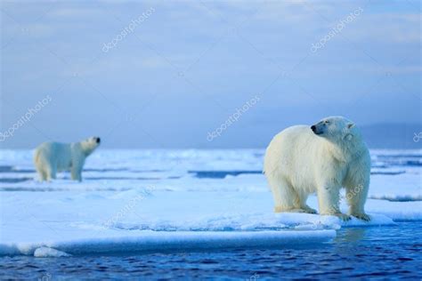 Osos Polares Pareja Abrazos Fotografía De Stock © Ondrejprosicky