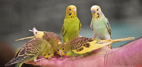 Birds Parakeet Budgie Or Budgerigar Green And Yellow Color Stock
