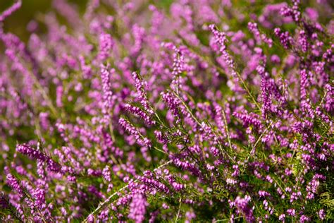 Heather Flower Free Stock Photo Public Domain Pictures