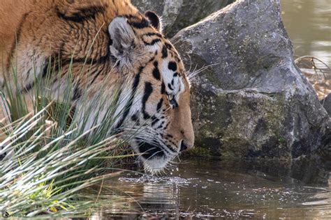 Yarko Drinking Water Siberian Tiger Safaripark Beekse Ber Joey