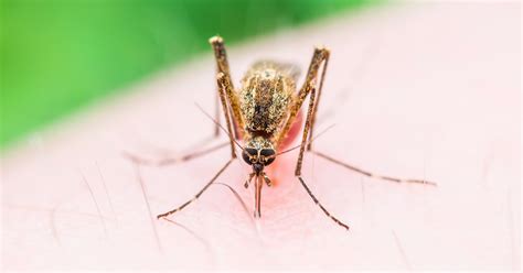 Zika Virus Symptome Und Risikogebiete Kanyo