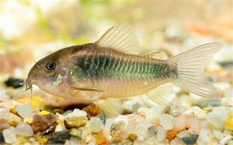 Pregnant Cory Catfish A Comprehensive Breeding Manual For 45 Off