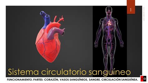 Sistema Circulatorio Sanguíneo Partes Y Funcionamiento Youtube