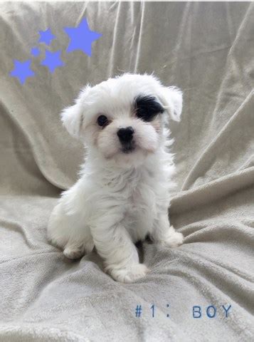 Well you're in luck, because here they come. Morkie puppy dog for sale in Canal Fulton, Ohio