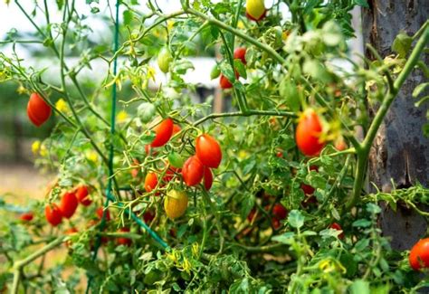 Growing Cherry Tomatoes From Planting To Harvest Gardening Chores