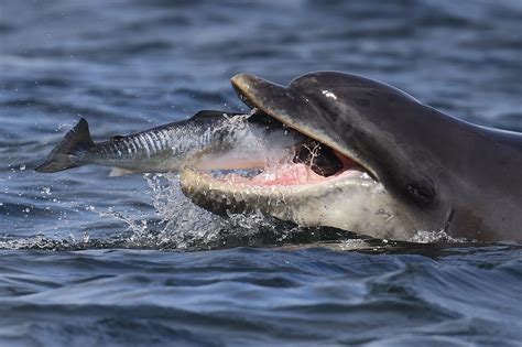 How Many Teeth Do Dolphins Have Whale And Dolphin Conservation