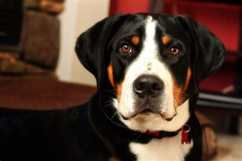 The greater swiss mountain dog is a large, immensely strong worker famous for a dense coat of striking black, red, and white markings. Greater Swiss Mountain Dog | Entlebucher mountain dog ...