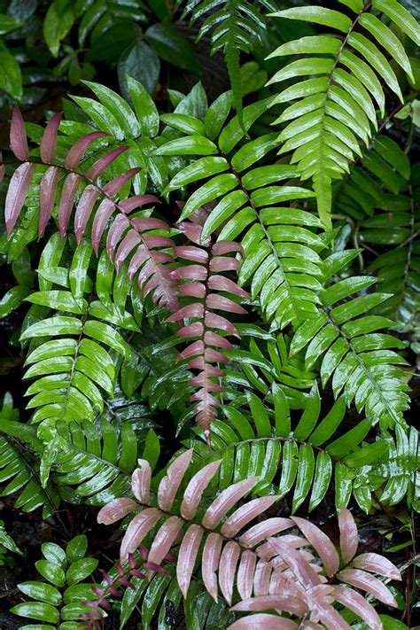 Wet Fern Fronds In Tropical Rainforest Photograph By Cyril Ruoso Fine