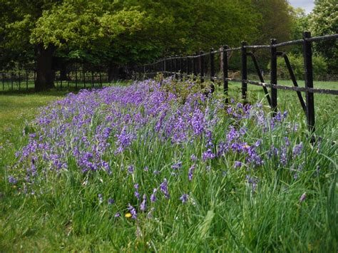 Bluebells Along Fence By Jubilee Lodge Osterley Park Flickr