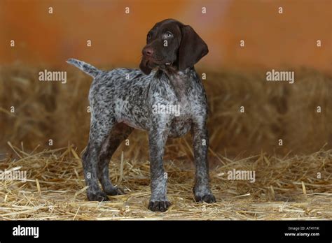 German Shorthaired Pointer Puppy 9 Weeks Stock Photo 16203390 Alamy