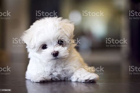 Cute White Furry Office Teacup Maltese Dog Turning Its Head Stock Photo