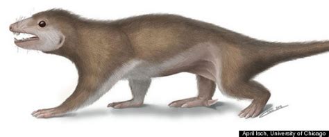 Mammal Ancestor Fossil Found In China May Shed Light On Lives Of Early