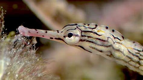 Get Inspired With This Dragonface Pipefish Breeding Video Reef