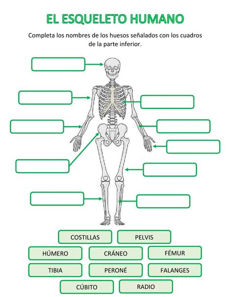 Conoce El Cuerpo Humano Esqueleto Humano