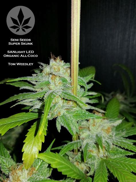 Super Skunk (Sensi Seeds) :: Cannabis Strain Info