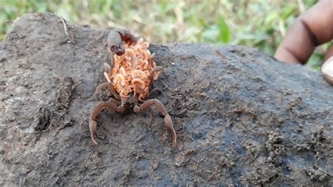 The sting from this variety of scorpion can be very painful. Scorpion mother with babies - YouTube