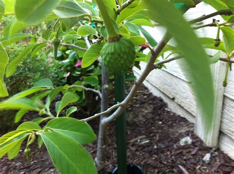 3.9 out of 5 stars 10 ratings. Cherimoya tree & fruit. One of the most amazing tasting ...