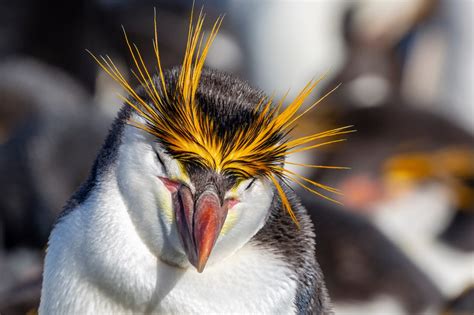 Coming Together To Protect The Royal Penguin Wwf Australia Coming