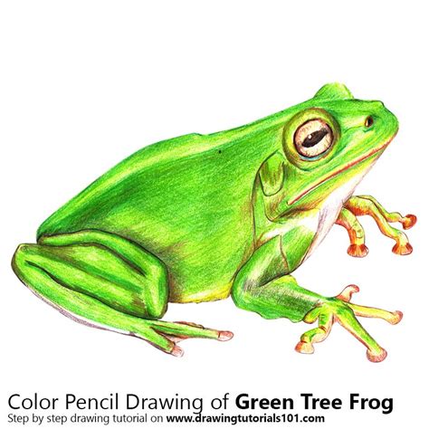 Green Tree Frog Colored Pencils Drawing Green Tree Frog With Color