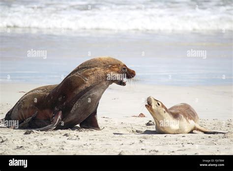 Australian Sea Lions Neophoca Cinerea On The Beach At Seal Bay