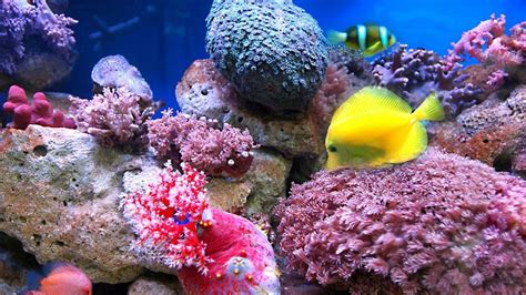 Colorful Marine Fishes In Aquarium Wallpaper For Desktop 1920x1080 Full Hd