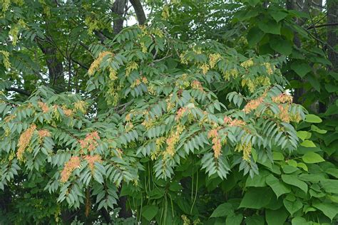 Indiana Plant A Day Tree Of Heaven