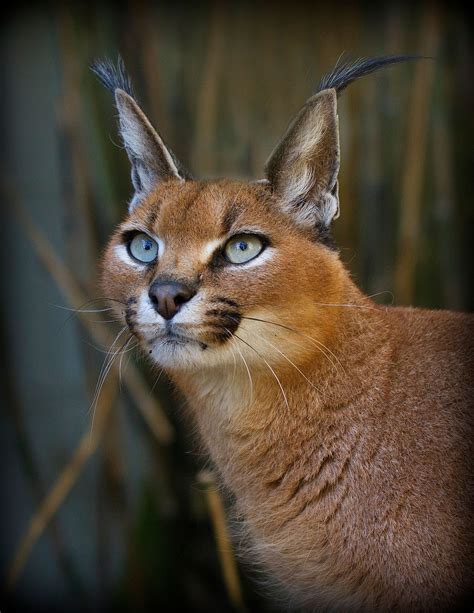 Caracal Wallpapers 47 Images Inside