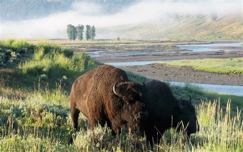 Us Canadian Tribes Sign Historic Bison Treaty Yellowstone Bison