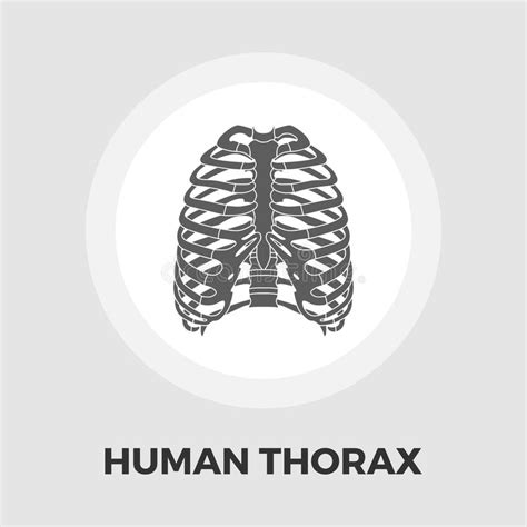 Human Thorax Flat Icon Stock Vector Illustration Of Cage 89292245