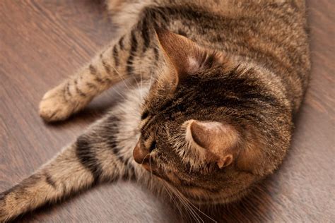 Ringworm In Cats Great Pet Care