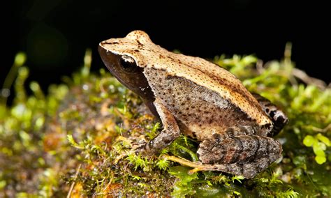 New Frog Species Found In Troubled Indian Habitat