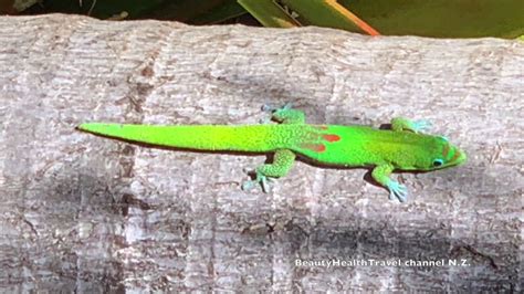 Neon Green Lizards In Maui Hawaii In The Wild Beautiful Iihilihi