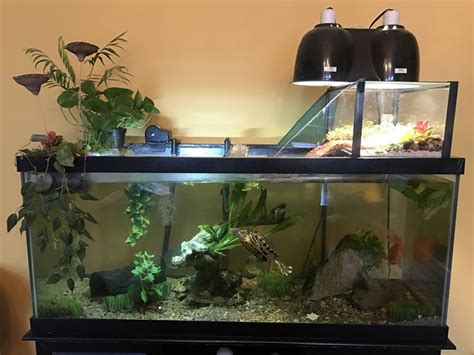 In order to ask such a question, please click this link! Healthy turtle aquarium | Turtle aquarium, Turtle habitat ...