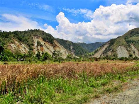 Pemanfaatan Lahan Eks Tambang untuk Gembala Sapi - BUDIDAYAKU