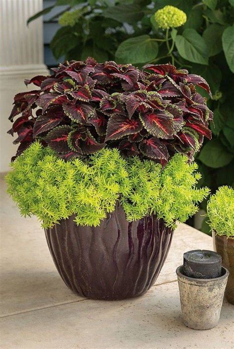 23 Best Plants For Shade Container Garden Ideas To Consider Sharonsable
