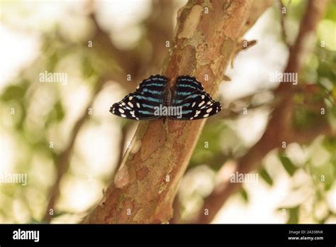 Starry Night Cracker Butterfly Hamadryas Laodamia Perches With Wings