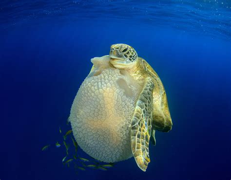 Turtle Eating Jellyfish In Thailand Incredible Underwater Photographs