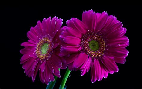 Purple Gerberas Image Abyss