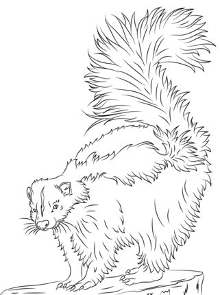 Cute Skunk coloring page Zoo animal coloring