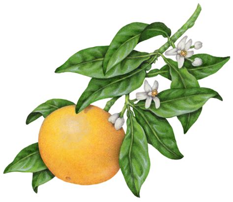 Grapefruit On A Branch With Blossoms And Leaves Fruit Illustration